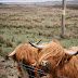 How much does a highland cow cost?